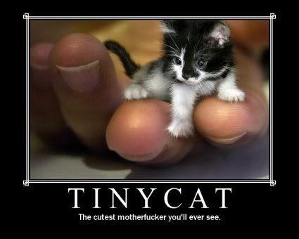 cutetinycat.jpg
