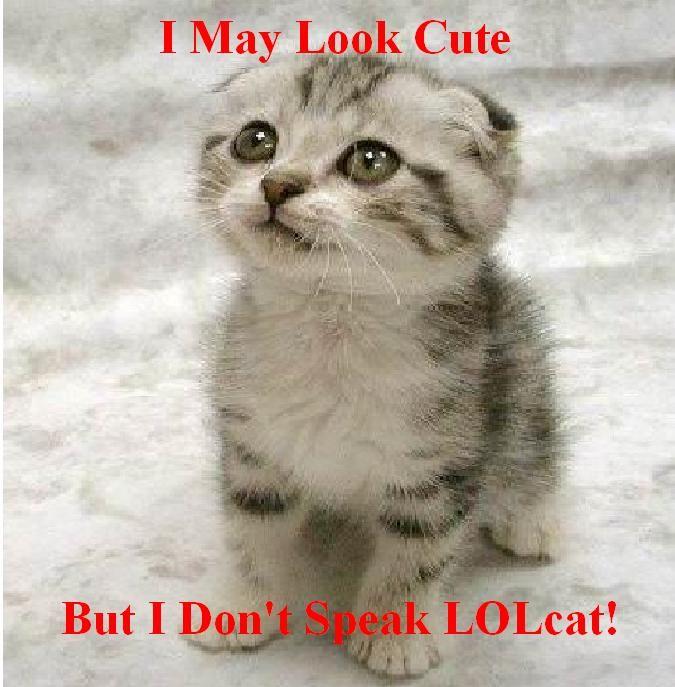 Lolcat.JPG