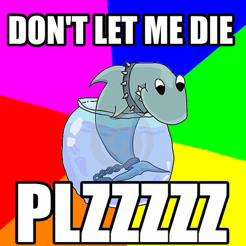 Rhyming pet Shark