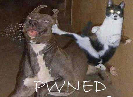 pwned-catkick.jpg