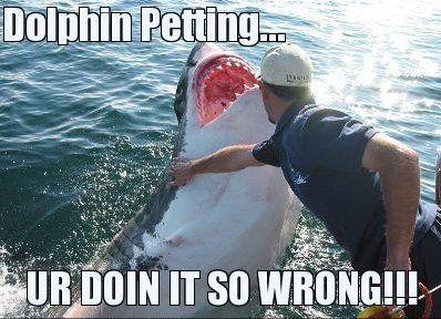 doingitwrong-dolphinpetting.jpg