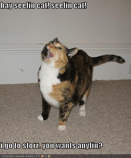 funny-pictures-ceiling-cat-store-question.jpg