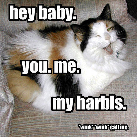 haibay.jpg