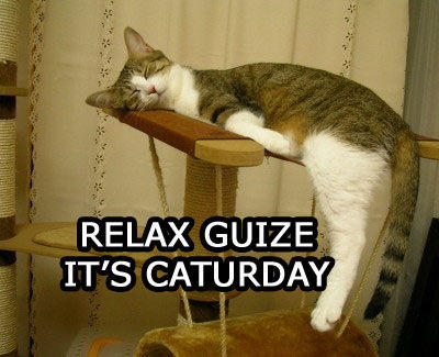 lolcat5.jpg