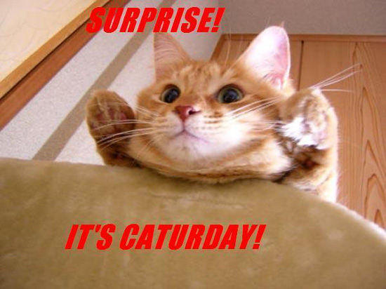 Caturday