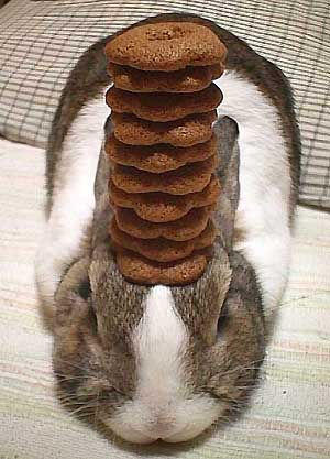 Pancake Bunny