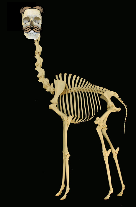 gordonskelij6.png