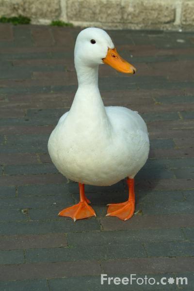 Duck.jpg