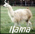 The Llama Song