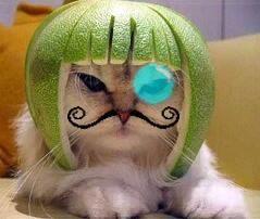 FFantasy-Limecat.jpg