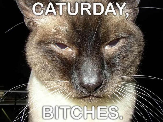 Caturday