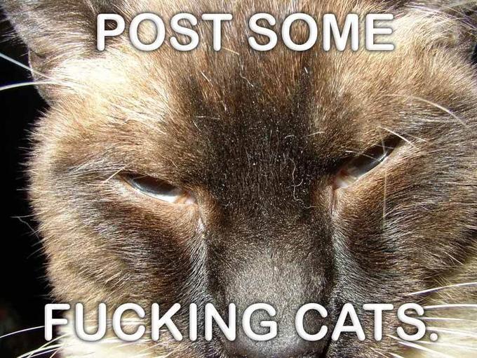 Caturday