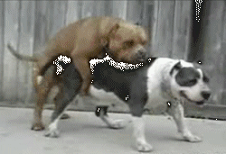 Force_Push_Dog_Puke.gif