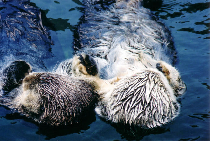 otter_lovers.jpg