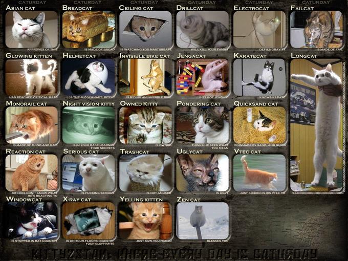 Caturday