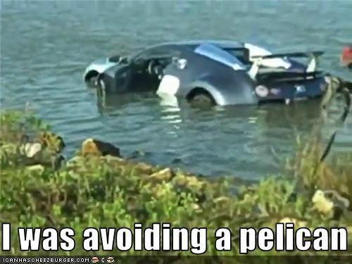 I was avoiding a pelican