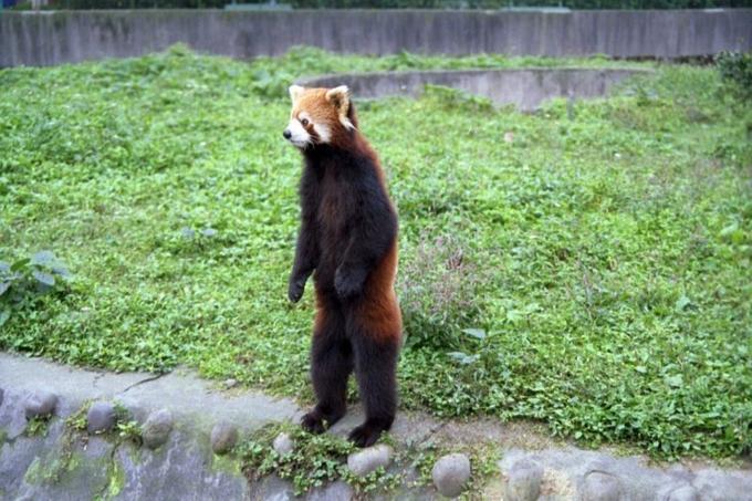 pandastanding.jpg