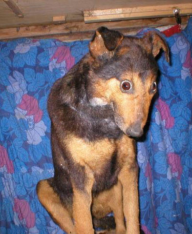 ta77XirPVqlxhjbo2gxIJnnno1_400.jpg