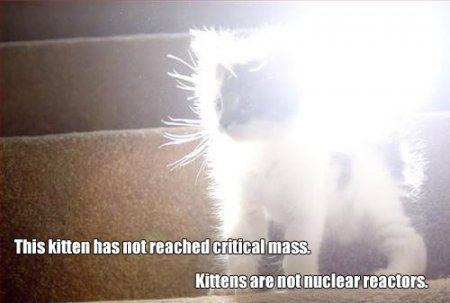 Average Cats