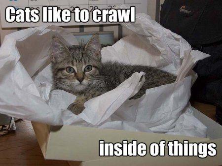 Average Cats