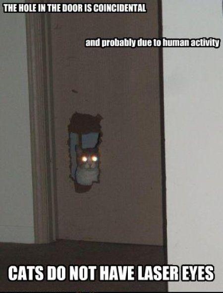 Average Cats