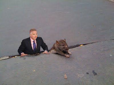 Sad Rat