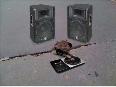 sad_rat_sidewalk_29.jpg