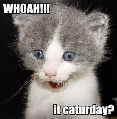 Caturday