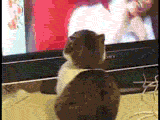 dramacat.gif