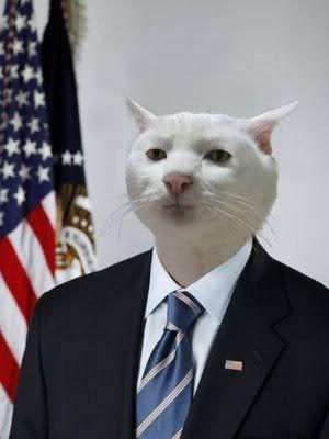 Serious Cat