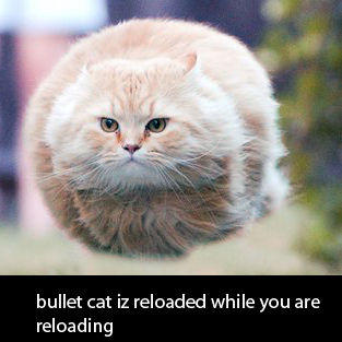 Bullet Cat