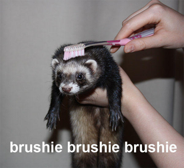 Brushie Brushie Brushie