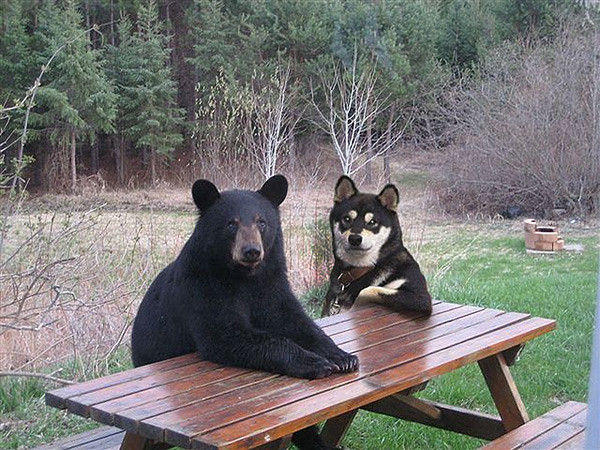 cooldog.jpg