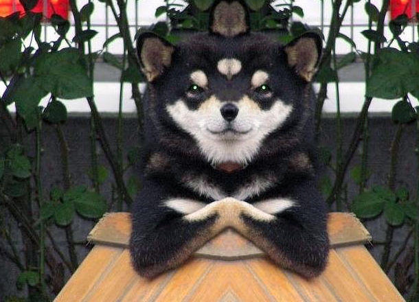 cooldog.jpg
