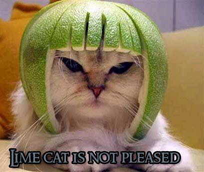 Limecat_not_pleased.jpg