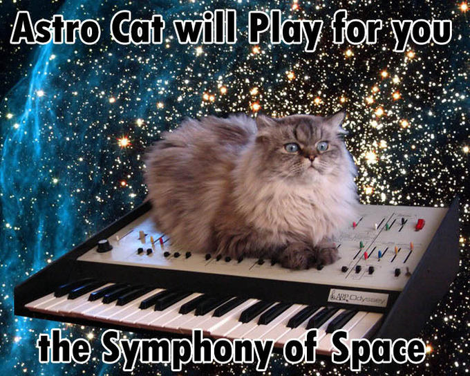 cat.jpg