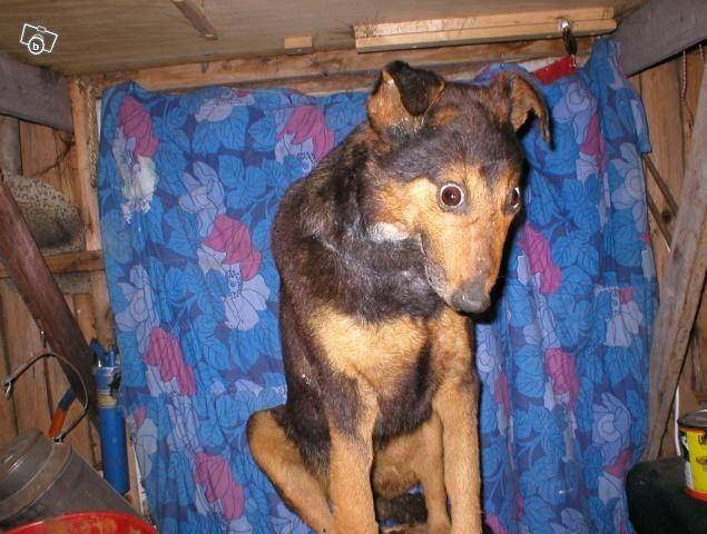 Staredog.jpg