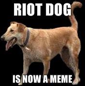 Riot-Dog-riot-dog-is-now-a-meme-20110725-22047-y4boos.jpg