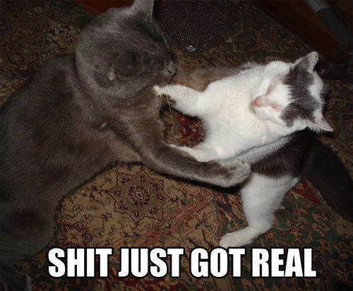 Catsgotreal.jpg