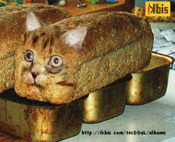 Cat_bread.gif