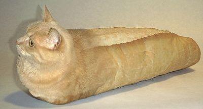 Catbaguette.jpg