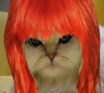 Limecat_Makeover.jpg