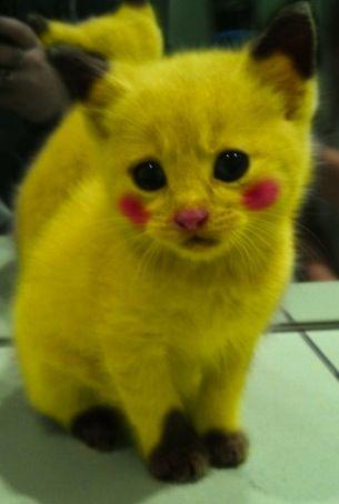 Photoshopped-Pikachu-Kitten.jpg