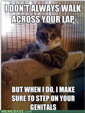 0ca36_memes-the-most-interesting-cat-in-the-world.jpg