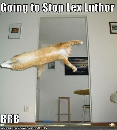 funny-pictures-superman-orange-cat.jpg