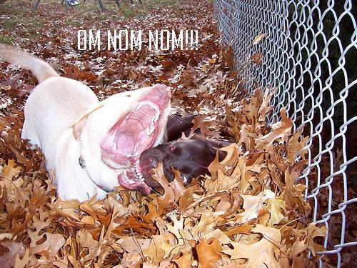 rabid_dogs.jpg