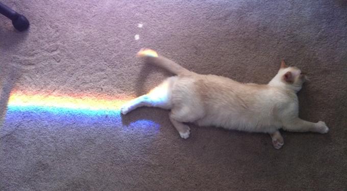 catprism.jpg