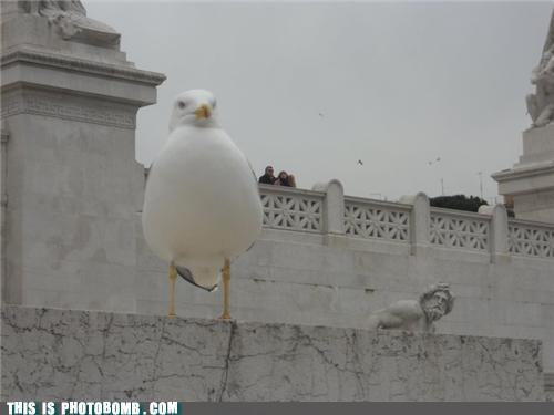 I hope it doesn't poop on my head!