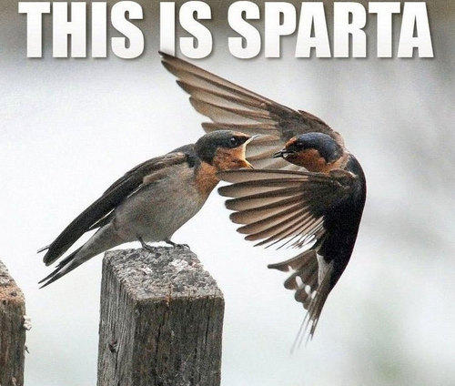 this_is_sparta_94.jpg