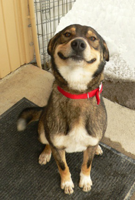 good-dog-greg.png